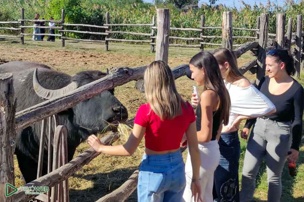 20260929 allatok 14
